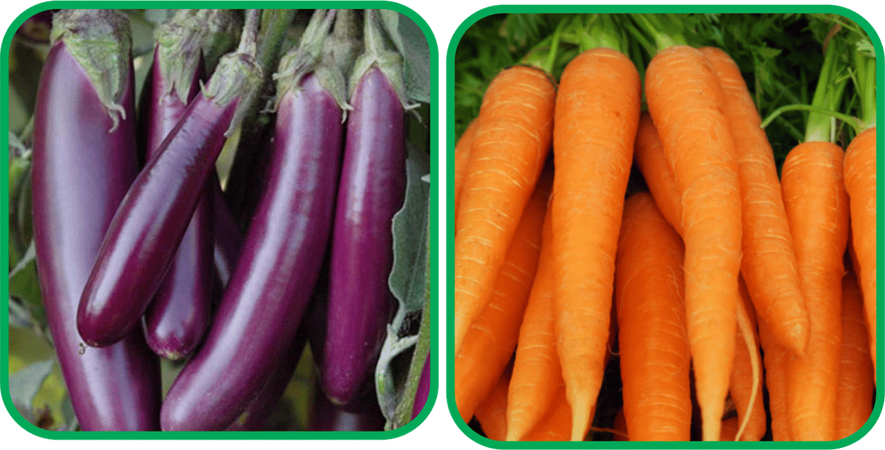     			Aero Seeds English Carrot ( 100 Seeds) And Brinjal Purple Long (30 Seeds) Vegetable Seeds Pack