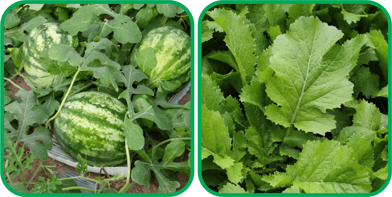     			Aero Seeds Spinach (200 Seeds) And Watermelon ( 30 Seeds) Vegetable Seeds Pack