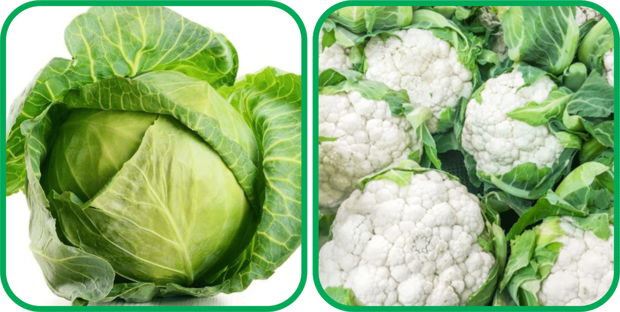 Aero Seeds Cauliflower ( 50 Seeds) And Cabbage ( 50 Seeds) Vegetable Seeds Pack Aero Seeds Cauliflower ( 50 Seeds) And Cabbage ( 50 Seeds) Vegetable Seeds Pack