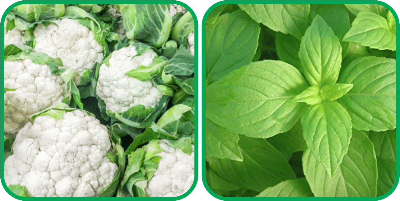 Aero Seeds Lemon Basil ( 100 Seeds) And Cauliflower ( 50 Seeds) Vegetable Seeds Pack Aero Seeds Lemon Basil ( 100 Seeds) And Cauliflower ( 50 Seeds) Vegetable Seeds Pack
