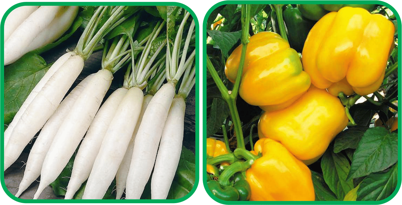 Aero Seeds Capsicum Yellow ( 30 Seeds) And Radish White Long (100 Seeds) Vegetable Seeds Pack Aero Seeds Capsicum Yellow ( 30 Seeds) And Radish White Long (100 Seeds) Vegetable Seeds Pack