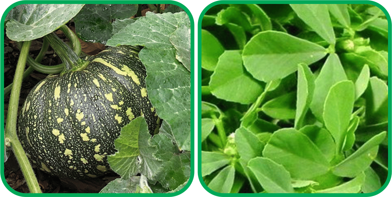     			Aero Seeds Fenugreek (200 Seeds) And Pumpkin ( 30 Seeds) Vegetable Seeds Pack