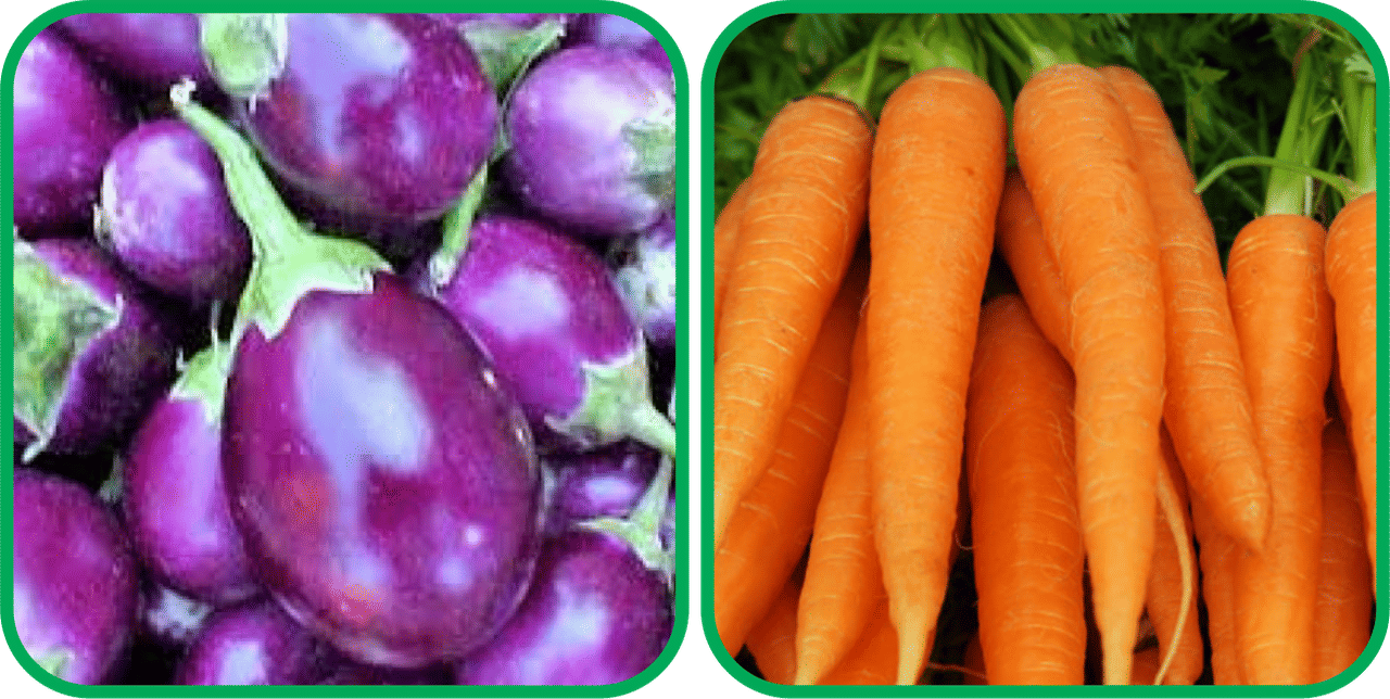Aero Seeds English Carrot ( 100 Seeds) And Brinjal Purple Round ( 30 Seeds) Vegetable Seeds Pack Aero Seeds English Carrot ( 100 Seeds) And Brinjal Purple Round ( 30 Seeds) Vegetable Seeds Pack