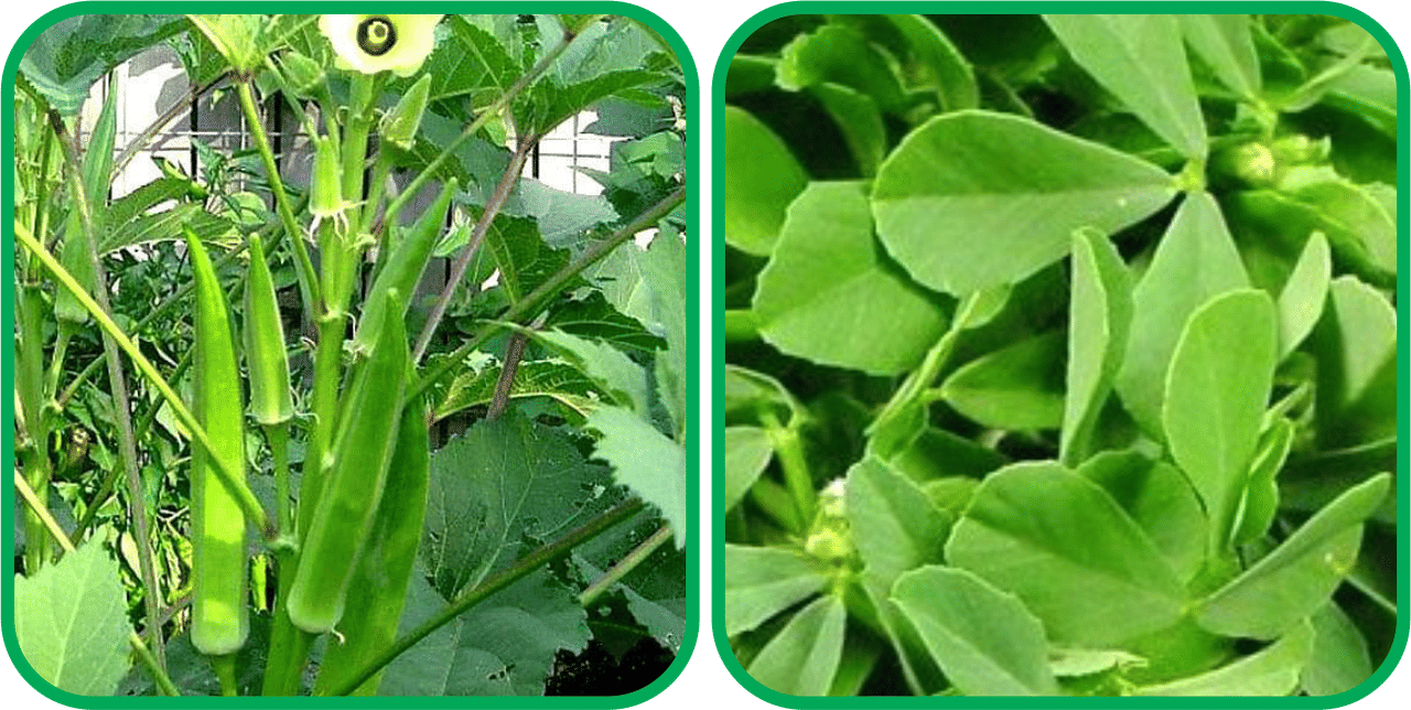 Aero Seeds Fenugreek (200 Seeds) And Lady Finger ( 30 Seeds) Vegetable Seeds Pack Aero Seeds Fenugreek (200 Seeds) And Lady Finger ( 30 Seeds) Vegetable Seeds Pack
