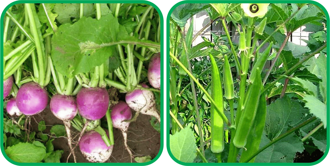 Aero Seeds Lady Finger ( 30 Seeds) And Turnip ( 100 Seeds) Vegetable Seeds Pack Aero Seeds Lady Finger ( 30 Seeds) And Turnip ( 100 Seeds) Vegetable Seeds Pack
