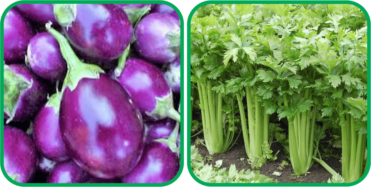     			Aero Seeds Celery ( 100 Seeds) And Brinjal Purple Round ( 30 Seeds) Vegetable Seeds Pack