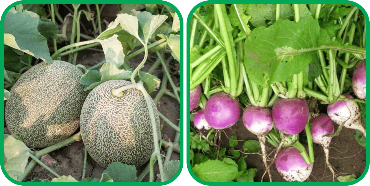 Aero Seeds Turnip ( 100 Seeds) And Muskmelon ( 30 Seeds) Vegetable Seeds Pack Aero Seeds Turnip ( 100 Seeds) And Muskmelon ( 30 Seeds) Vegetable Seeds Pack