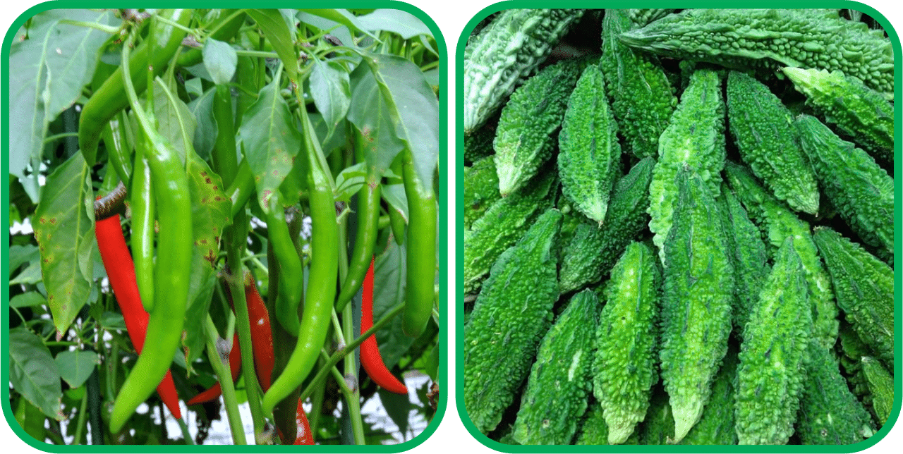     			Aero Seeds Bitter Gourd ( 30 Seeds) And Chilli (50 Seeds) Vegetable Seeds Pack