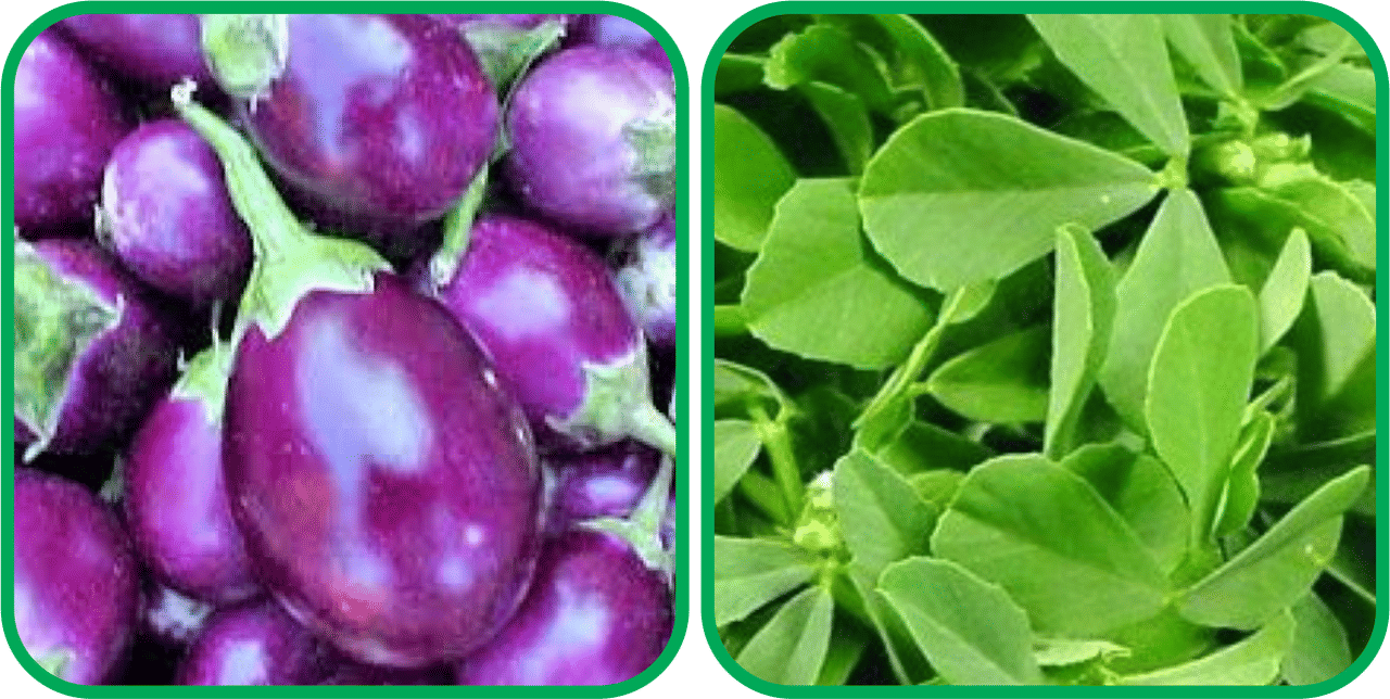 Aero Seeds Fenugreek (200 Seeds) And Brinjal Purple Round ( 30 Seeds) Vegetable Seeds Pack Aero Seeds Fenugreek (200 Seeds) And Brinjal Purple Round ( 30 Seeds) Vegetable Seeds Pack
