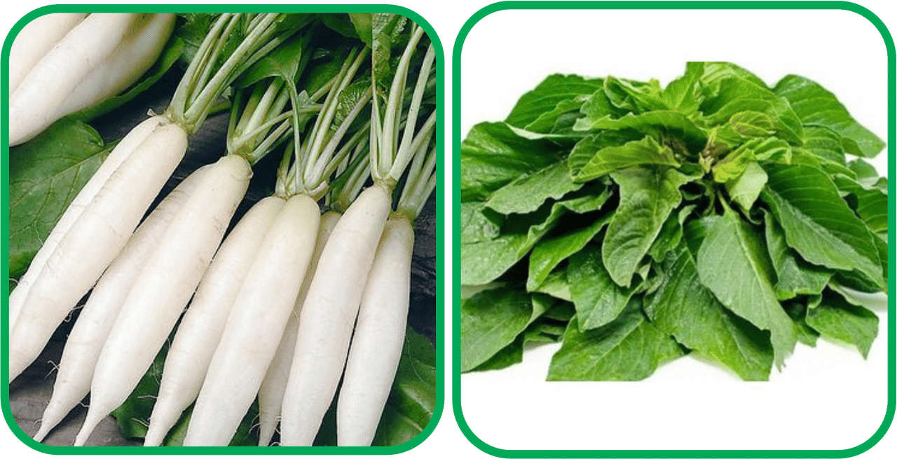 Aero Seeds Green Amaranth ( 200 Seeds) And Radish White Long (100 Seeds) Vegetable Seeds Pack Aero Seeds Green Amaranth ( 200 Seeds) And Radish White Long (100 Seeds) Vegetable Seeds Pack