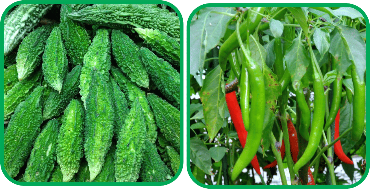 Aero Seeds Chilli (50 Seeds) And Bitter Gourd ( 30 Seeds) Vegetable Seeds Pack Aero Seeds Chilli (50 Seeds) And Bitter Gourd ( 30 Seeds) Vegetable Seeds Pack