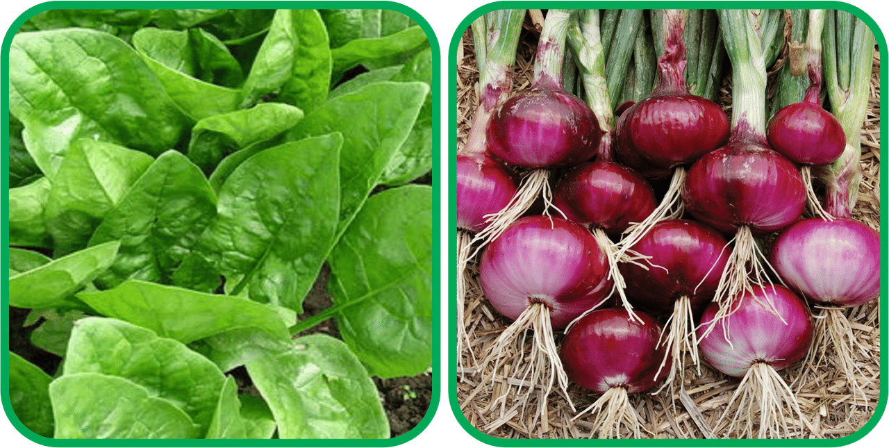 Aero Seeds Red Onion ( 200 Seeds) And Spinach (200 Seeds) Vegetable Seeds Pack Aero Seeds Red Onion ( 200 Seeds) And Spinach (200 Seeds) Vegetable Seeds Pack