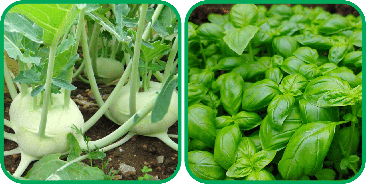     			Aero Seeds Basil Green ( 100 Seeds) And Knol Khol ( 50 Seeds) Vegetable Seeds Pack
