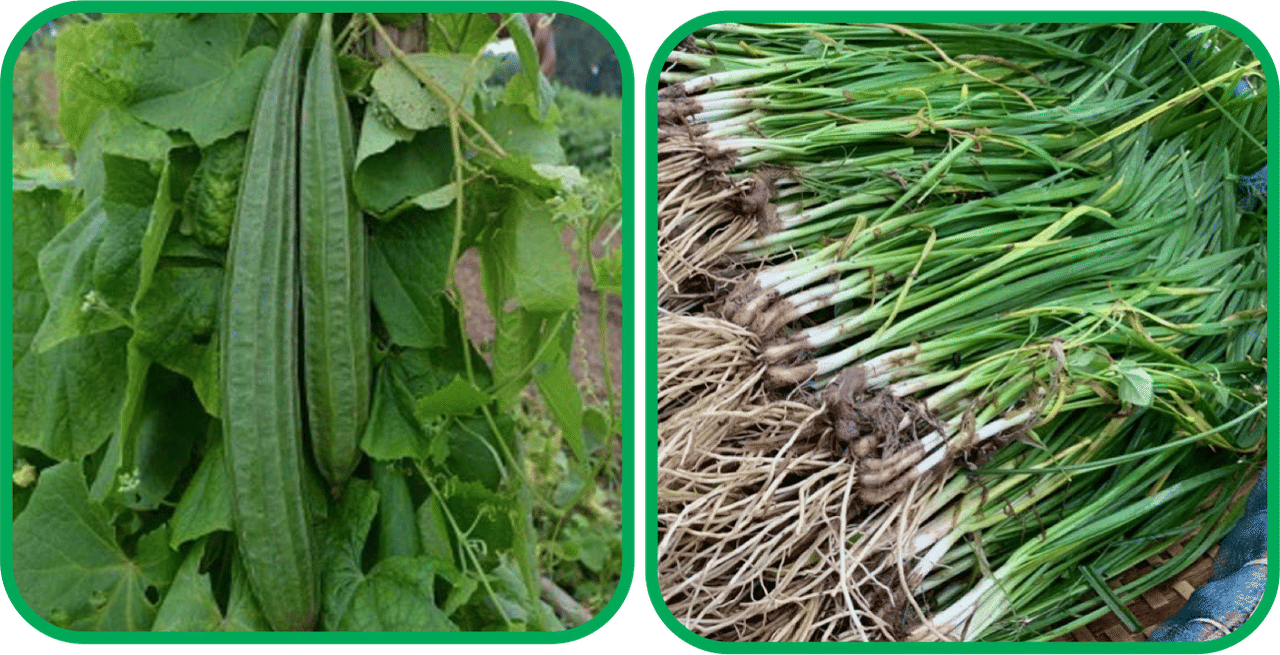 Aero Seeds Garlic Chives ( 50 Seeds) And Ridge Gourd (30 Seeds) Vegetable Seeds Pack Aero Seeds Garlic Chives ( 50 Seeds) And Ridge Gourd (30 Seeds) Vegetable Seeds Pack