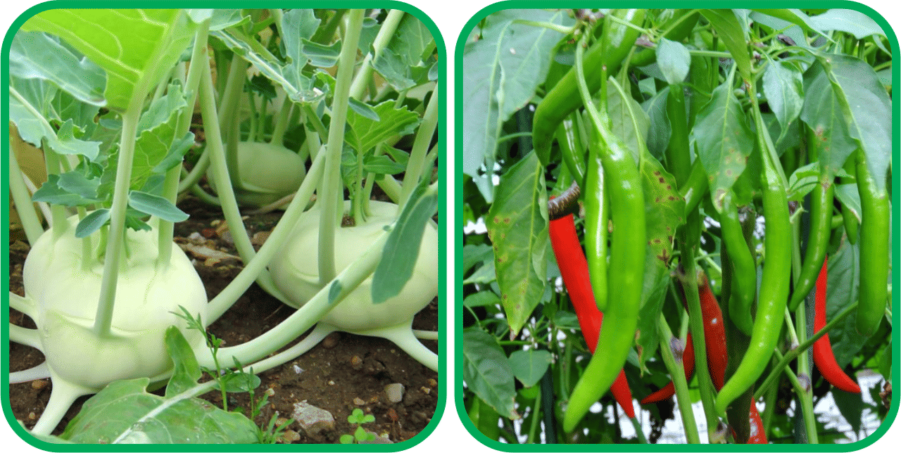 Aero Seeds Chilli (50 Seeds) And Knol Khol ( 50 Seeds) Vegetable Seeds Pack     			Aero Seeds Chilli (50 Seeds) And Knol Khol ( 50 Seeds) Vegetable Seeds Pack