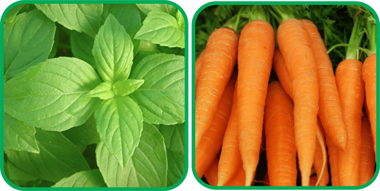 Aero Seeds English Carrot ( 100 Seeds) And Lemon Basil ( 100 Seeds) Vegetable Seeds Pack     			Aero Seeds English Carrot ( 100 Seeds) And Lemon Basil ( 100 Seeds) Vegetable Seeds Pack