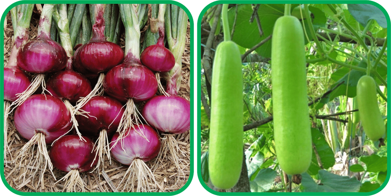 Aero Seeds Bottle Gourd Long ( 30 Seeds) And Red Onion ( 200 Seeds) Vegetable Seeds Pack Aero Seeds Bottle Gourd Long ( 30 Seeds) And Red Onion ( 200 Seeds) Vegetable Seeds Pack