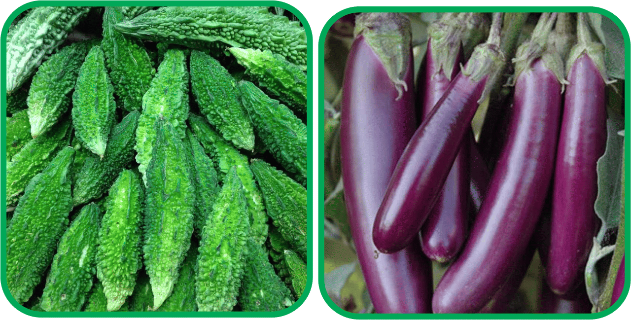     			Aero Seeds Brinjal Purple Long (30 Seeds) And Bitter Gourd ( 30 Seeds) Vegetable Seeds Pack