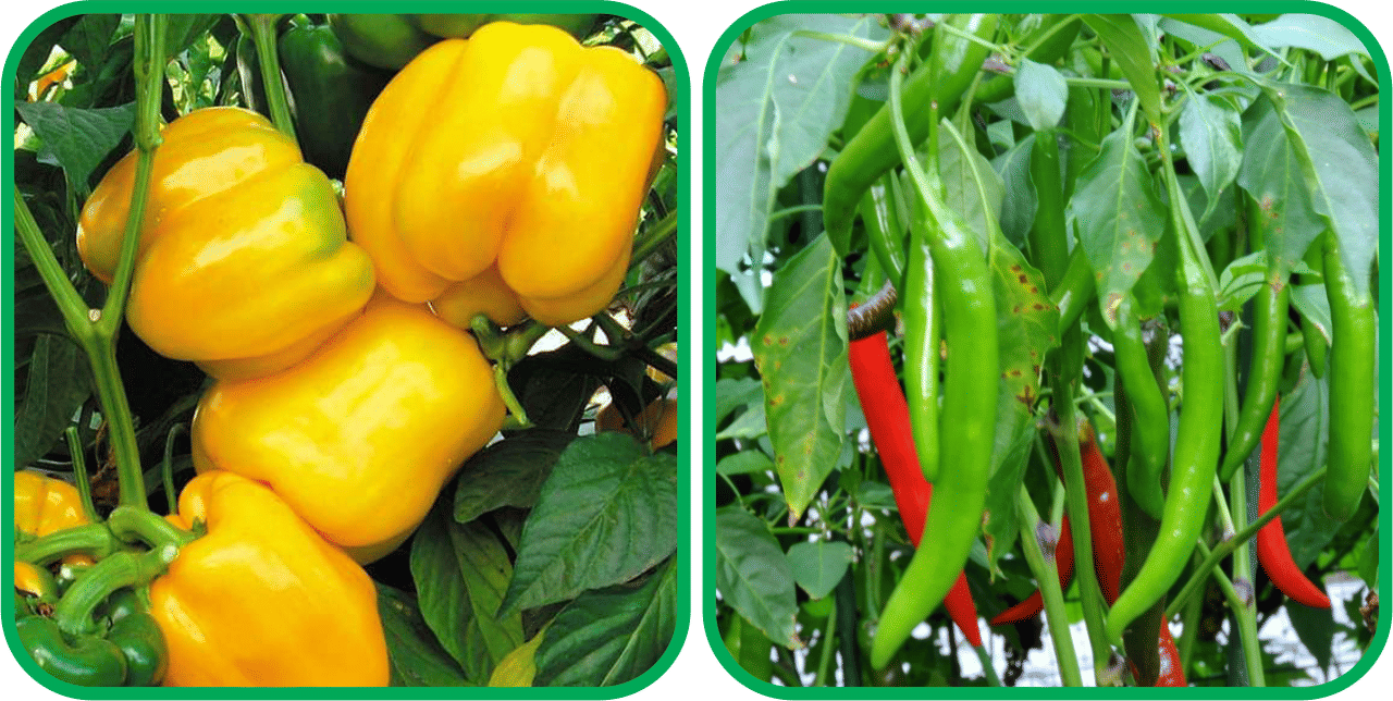 Aero Seeds Chilli (50 Seeds) And Capsicum Yellow ( 30 Seeds) Vegetable Seeds Pack Aero Seeds Chilli (50 Seeds) And Capsicum Yellow ( 30 Seeds) Vegetable Seeds Pack