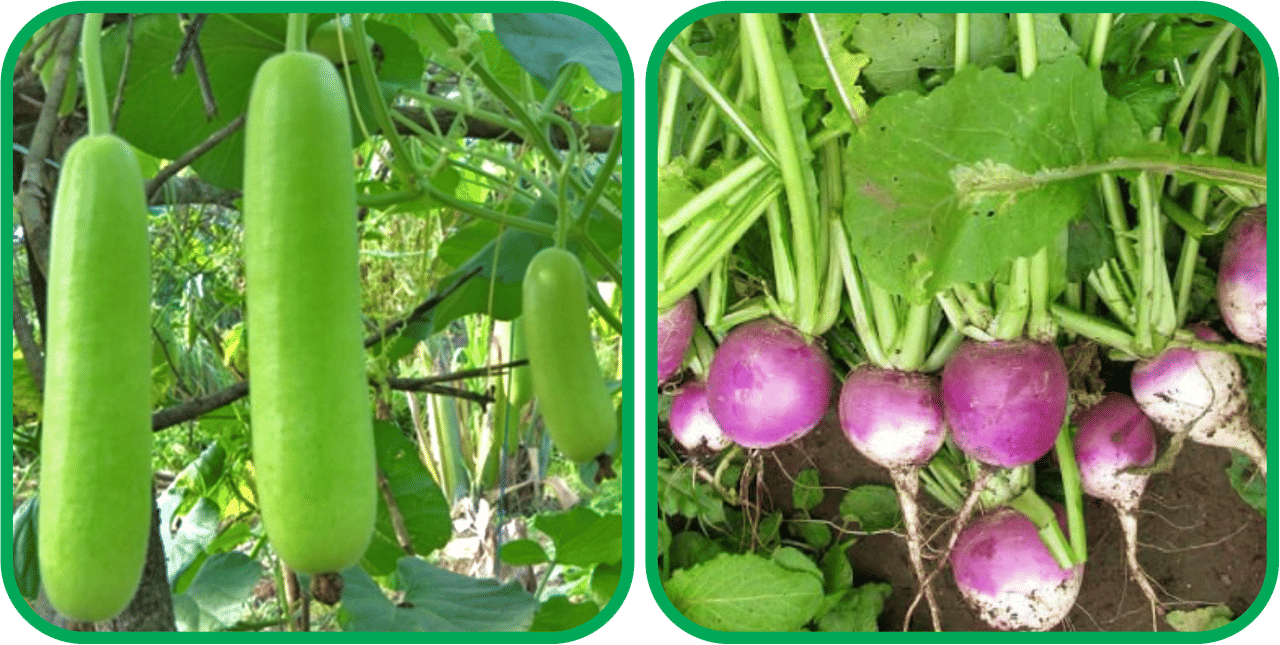 Aero Seeds Turnip ( 100 Seeds) And Bottle Gourd Long ( 30 Seeds) Vegetable Seeds Pack Aero Seeds Turnip ( 100 Seeds) And Bottle Gourd Long ( 30 Seeds) Vegetable Seeds Pack