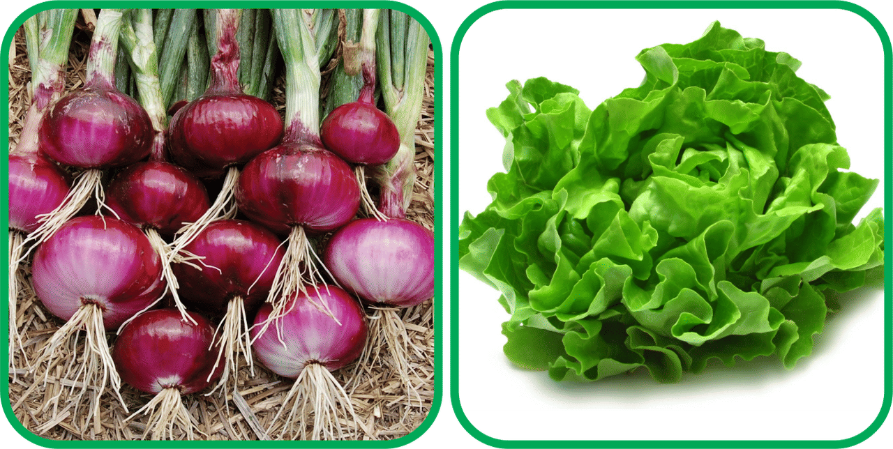 Aero Seeds Lettuce ( 100 Seeds) And Red Onion ( 200 Seeds) Vegetable Seeds Pack Aero Seeds Lettuce ( 100 Seeds) And Red Onion ( 200 Seeds) Vegetable Seeds Pack