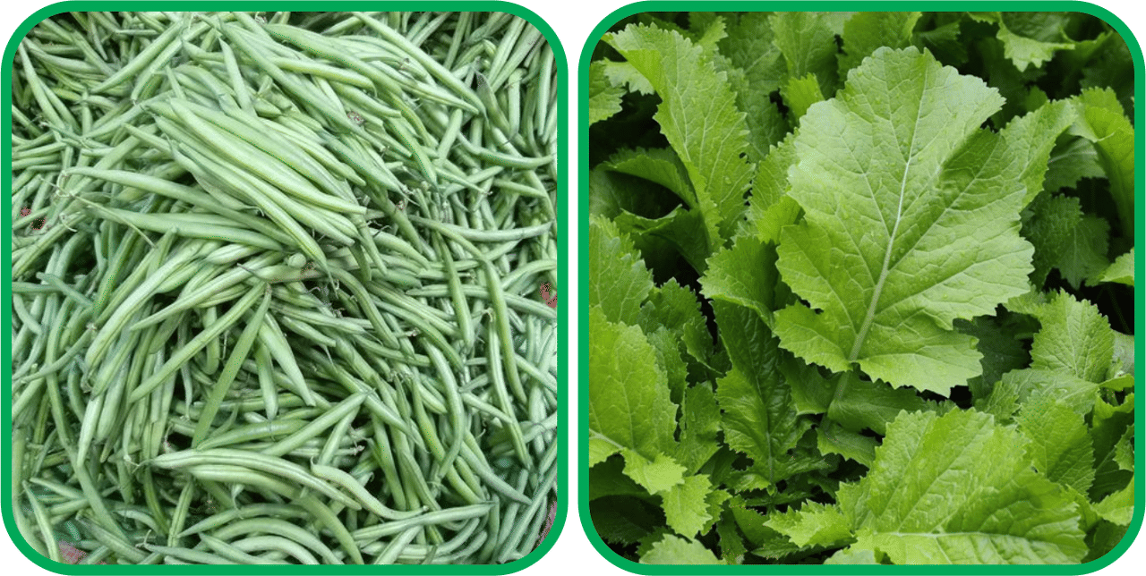     			Aero Seeds Spinach (200 Seeds) And French Beans ( 30 Seeds) Vegetable Seeds Pack