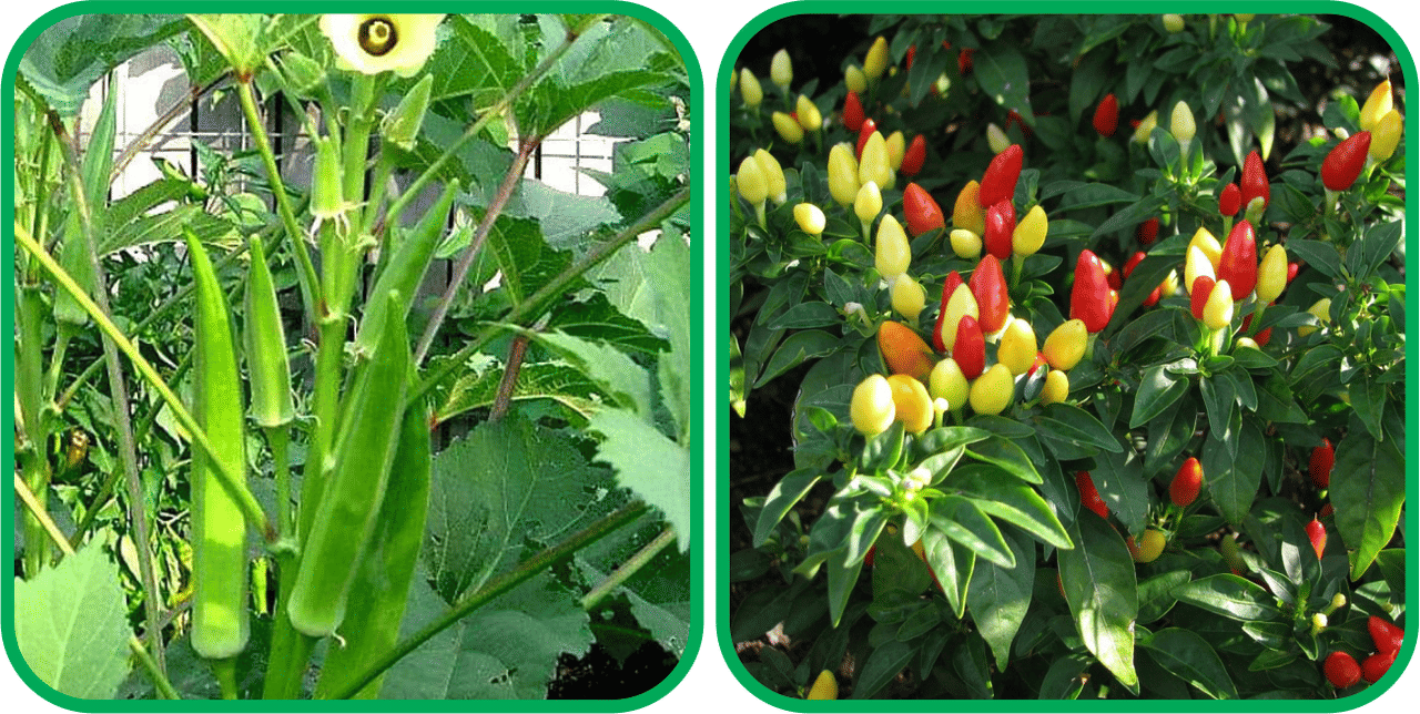     			Aero Seeds Ornamental Chilli ( 30 Seeds) And Lady Finger ( 30 Seeds) Vegetable Seeds Pack