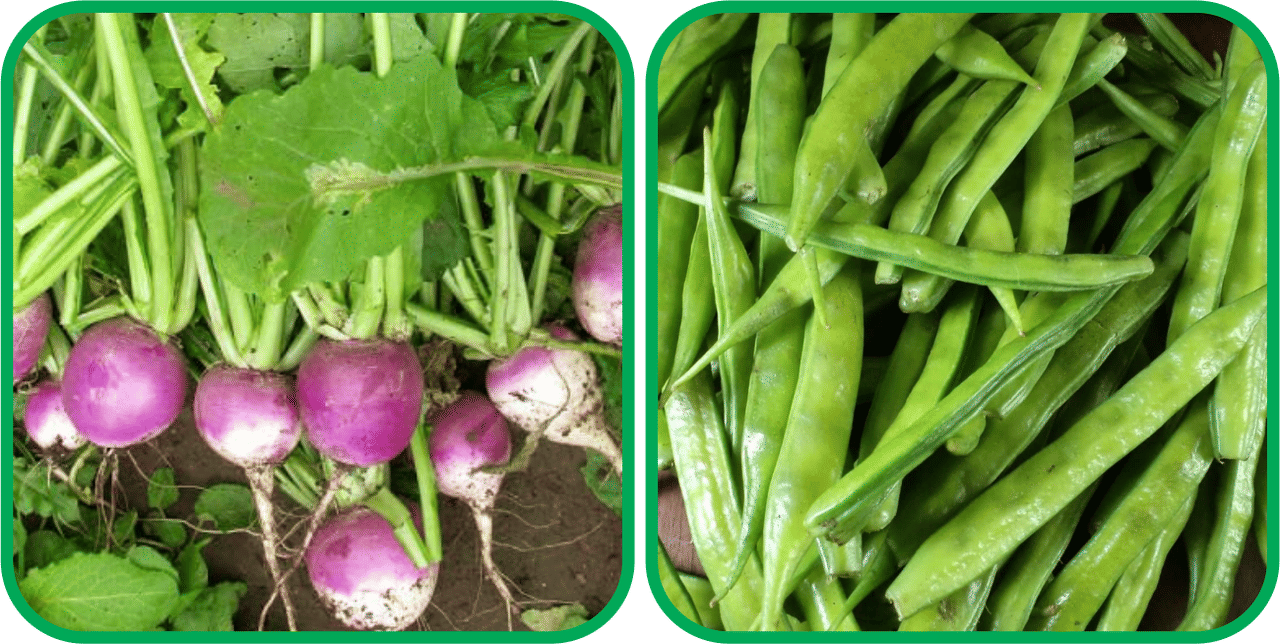     			Aero Seeds Cluster Beans ( 50 Seeds) And Turnip ( 100 Seeds) Vegetable Seeds Pack