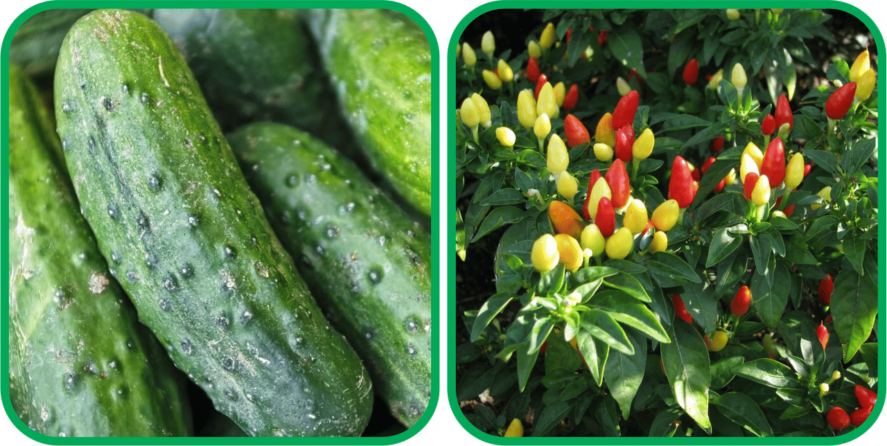 Aero Seeds Ornamental Chilli ( 30 Seeds) And Cucumber ( 30 Seeds) Vegetable Seeds Pack     			Aero Seeds Ornamental Chilli ( 30 Seeds) And Cucumber ( 30 Seeds) Vegetable Seeds Pack