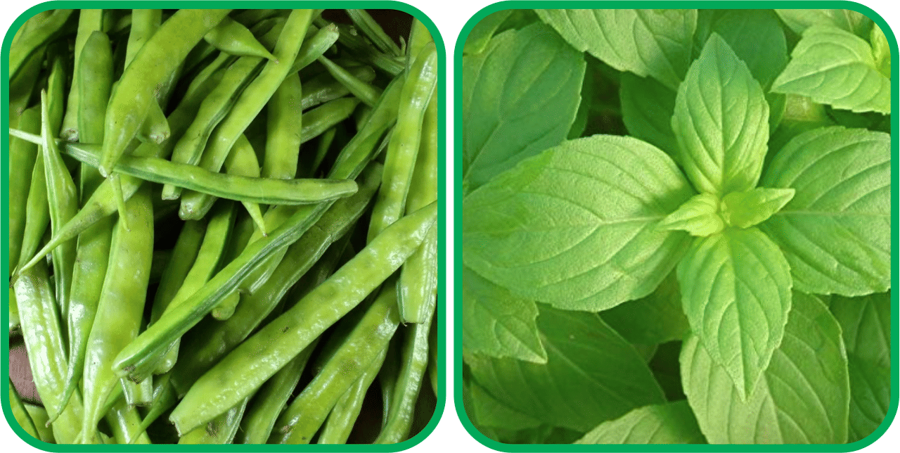     			Aero Seeds Lemon Basil ( 100 Seeds) And Cluster Beans ( 50 Seeds) Vegetable Seeds Pack