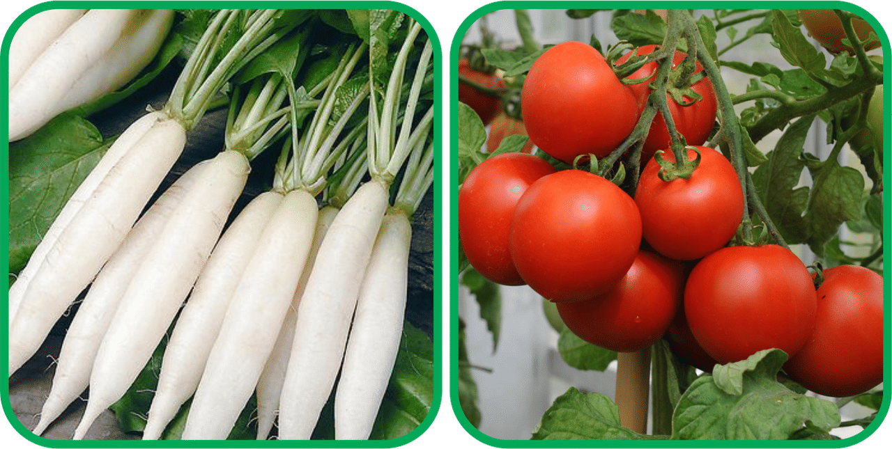     			Aero Seeds Tomato ( 50 Seeds) And Radish White Long (100 Seeds) Vegetable Seeds Pack