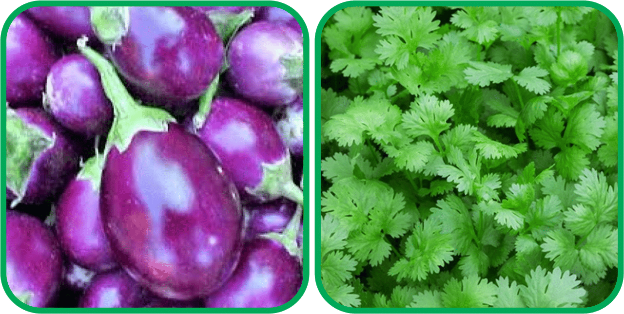 Aero Seeds Coriander (200 Seeds) And Brinjal Purple Round ( 30 Seeds) Vegetable Seeds Pack Aero Seeds Coriander (200 Seeds) And Brinjal Purple Round ( 30 Seeds) Vegetable Seeds Pack