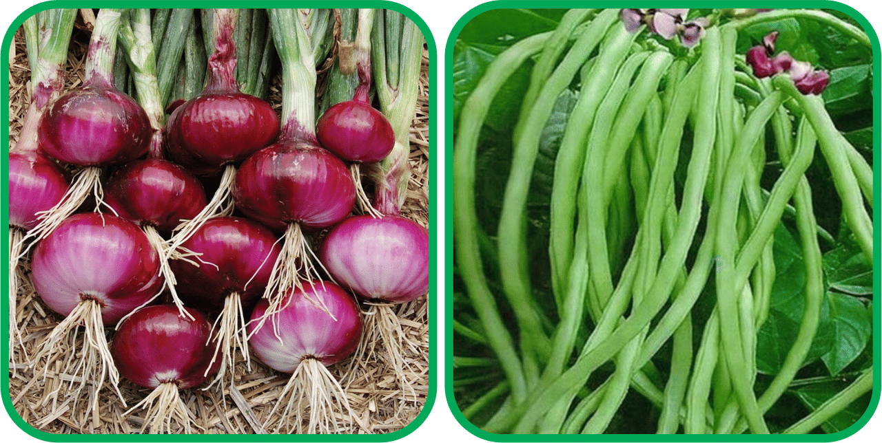     			Aero Seeds Lobiya ( 30 Seeds) And Red Onion ( 200 Seeds) Vegetable Seeds Pack