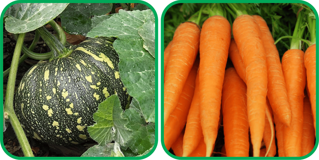     			Aero Seeds English Carrot ( 100 Seeds) And Pumpkin ( 30 Seeds) Vegetable Seeds Pack