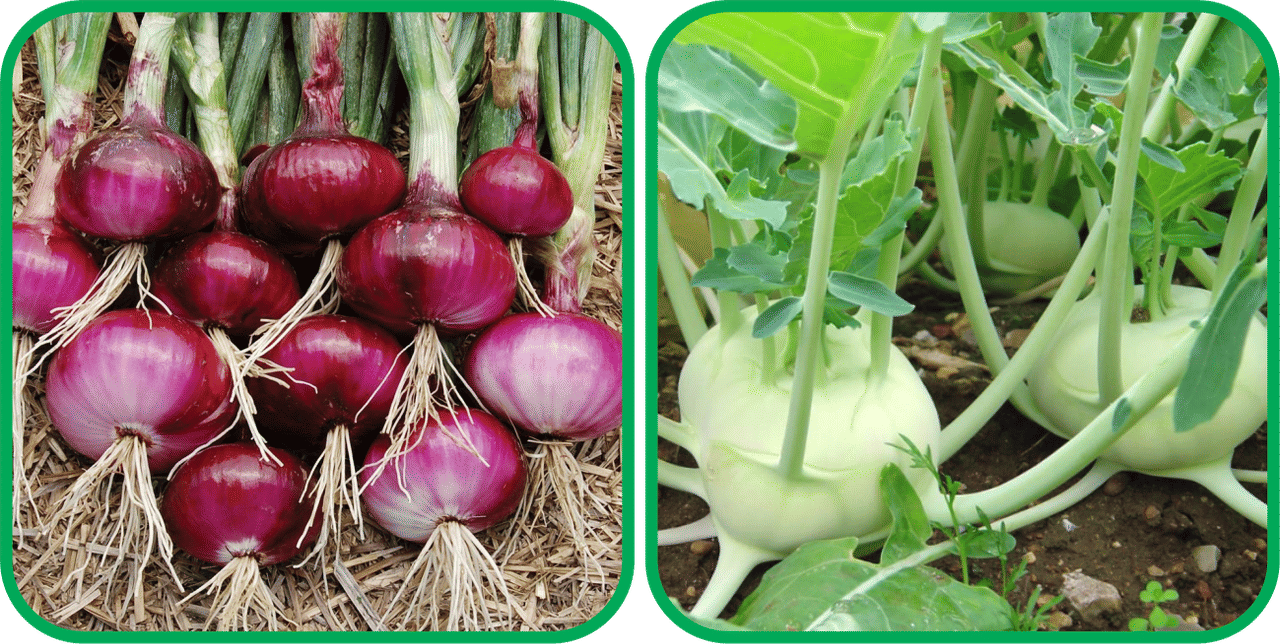     			Aero Seeds Knol Khol ( 50 Seeds) And Red Onion ( 200 Seeds) Vegetable Seeds Pack