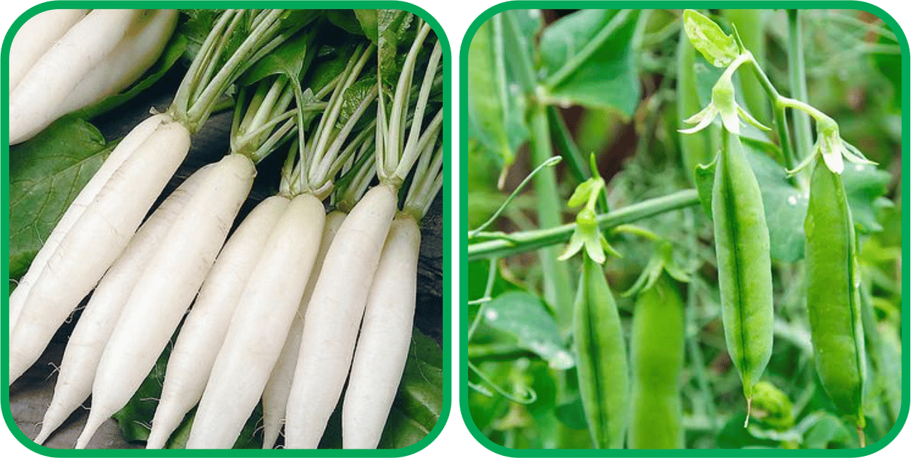 Aero Seeds Peas ( 30 Seeds) And Radish White Long (100 Seeds) Vegetable Seeds Pack Aero Seeds Peas ( 30 Seeds) And Radish White Long (100 Seeds) Vegetable Seeds Pack