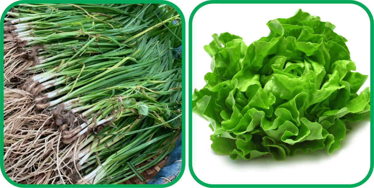 Aero Seeds Lettuce ( 100 Seeds) And Garlic Chives ( 50 Seeds) Vegetable Seeds Pack Aero Seeds Lettuce ( 100 Seeds) And Garlic Chives ( 50 Seeds) Vegetable Seeds Pack