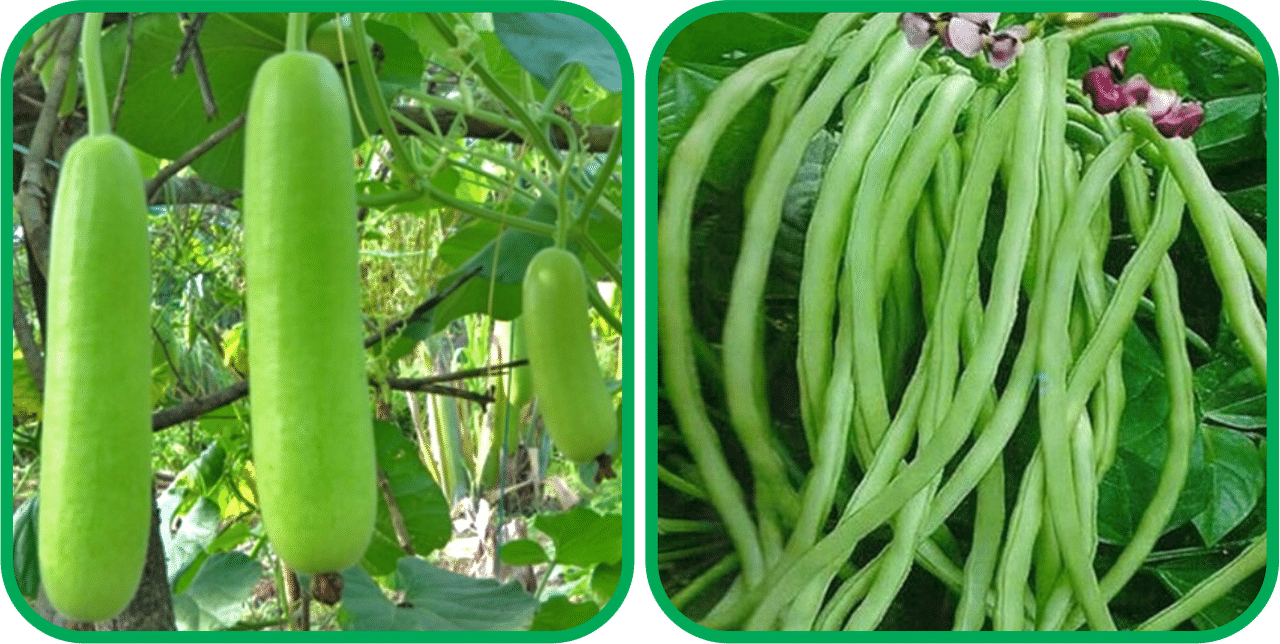     			Aero Seeds Lobiya ( 30 Seeds) And Bottle Gourd Long ( 30 Seeds) Vegetable Seeds Pack