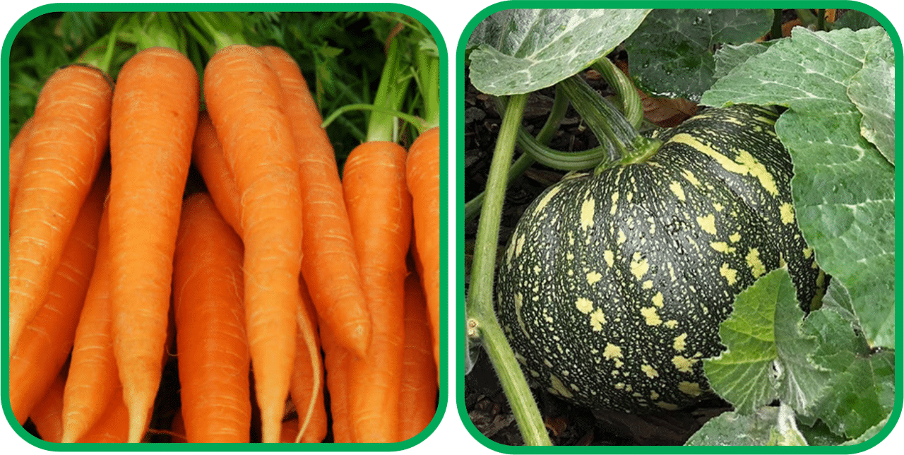     			Aero Seeds Pumpkin ( 30 Seeds) And English Carrot ( 100 Seeds) Vegetable Seeds Pack