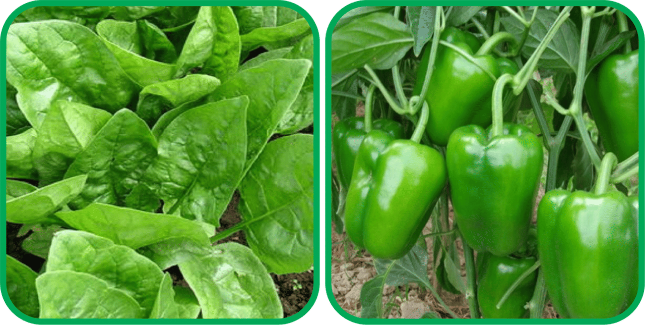 Aero Seeds Capsicum ( 30 Seeds) And Spinach (200 Seeds) Vegetable Seeds Pack Aero Seeds Capsicum ( 30 Seeds) And Spinach (200 Seeds) Vegetable Seeds Pack