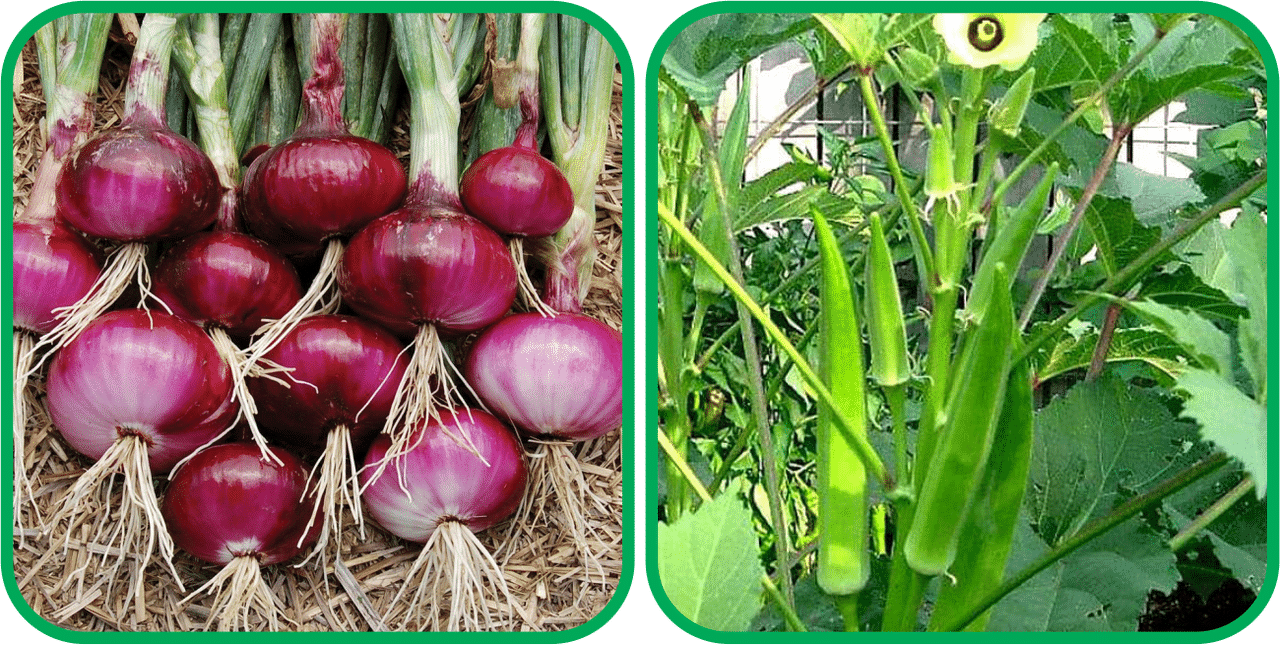     			Aero Seeds Lady Finger ( 30 Seeds) And Red Onion ( 200 Seeds) Vegetable Seeds Pack