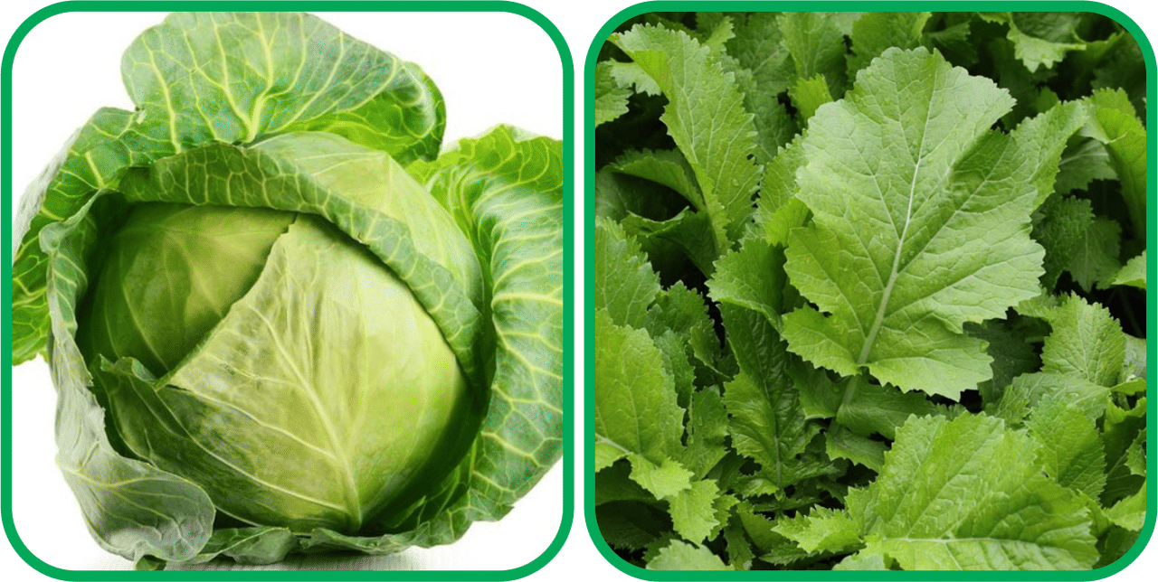 Aero Seeds Spinach (200 Seeds) And Cabbage ( 50 Seeds) Vegetable Seeds Pack     			Aero Seeds Spinach (200 Seeds) And Cabbage ( 50 Seeds) Vegetable Seeds Pack