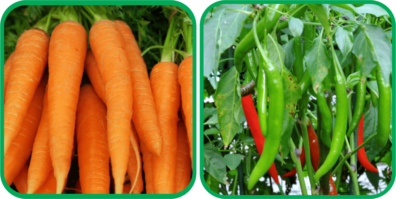     			Aero Seeds Chilli (50 Seeds) And English Carrot ( 100 Seeds) Vegetable Seeds Pack