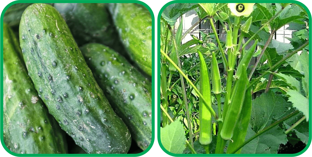     			Aero Seeds Lady Finger ( 30 Seeds) And Cucumber ( 30 Seeds) Vegetable Seeds Pack