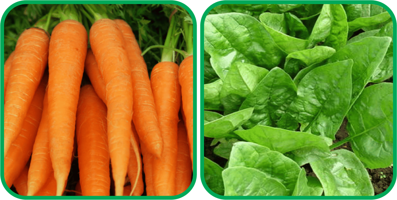     			Aero Seeds Mustard (200 Seeds And English Carrot ( 100 Seeds) Vegetable Seeds Pack