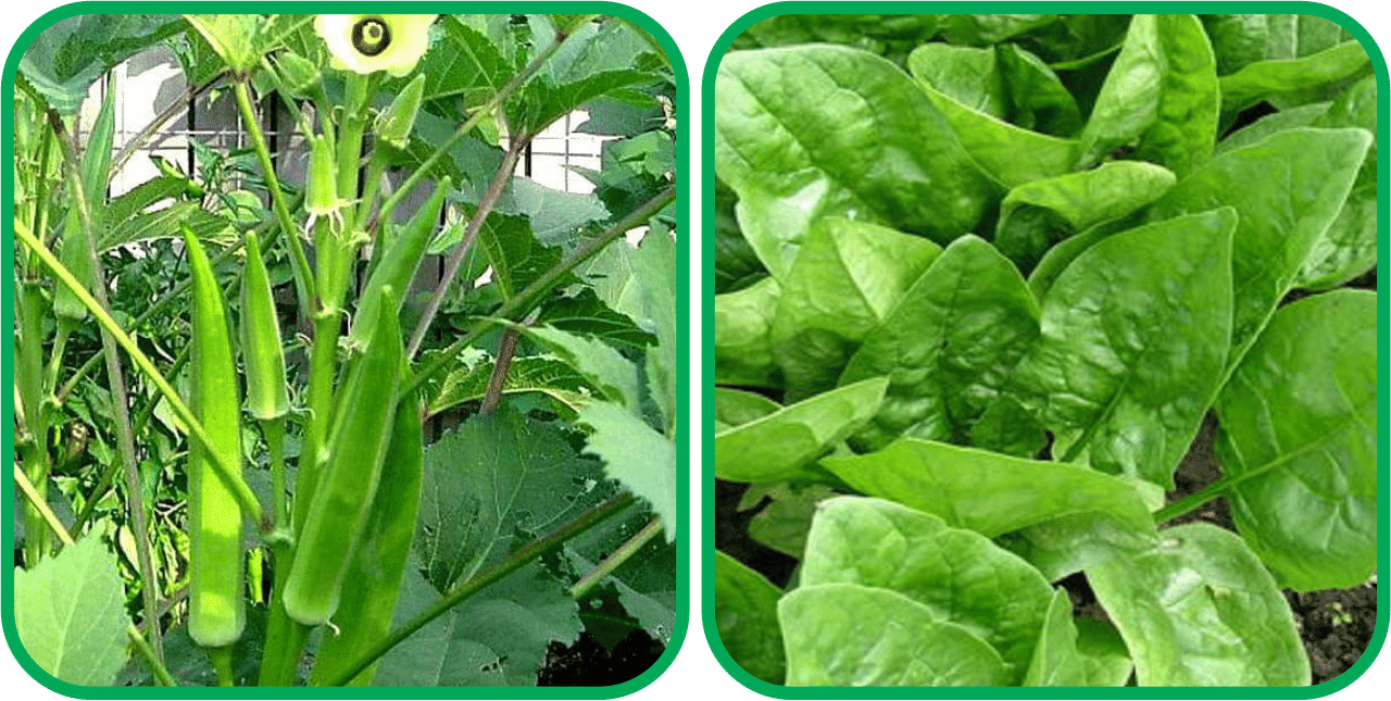     			Aero Seeds Mustard (200 Seeds And Lady Finger ( 30 Seeds) Vegetable Seeds Pack