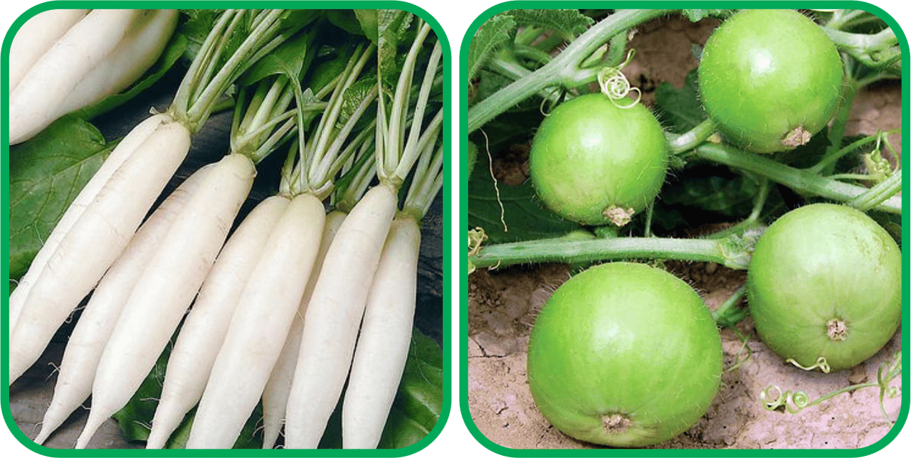 Aero Seeds Tinda ( 30 Seeds) And Radish White Long (100 Seeds) Vegetable Seeds Pack Aero Seeds Tinda ( 30 Seeds) And Radish White Long (100 Seeds) Vegetable Seeds Pack