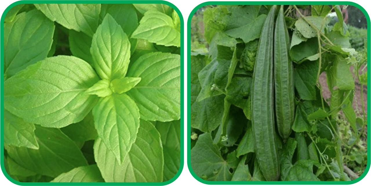Aero Seeds Ridge Gourd (30 Seeds) And Lemon Basil ( 100 Seeds) Vegetable Seeds Pack Aero Seeds Ridge Gourd (30 Seeds) And Lemon Basil ( 100 Seeds) Vegetable Seeds Pack
