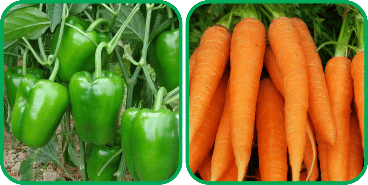 Aero Seeds English Carrot ( 100 Seeds) And Capsicum ( 30 Seeds) Vegetable Seeds Pack Aero Seeds English Carrot ( 100 Seeds) And Capsicum ( 30 Seeds) Vegetable Seeds Pack