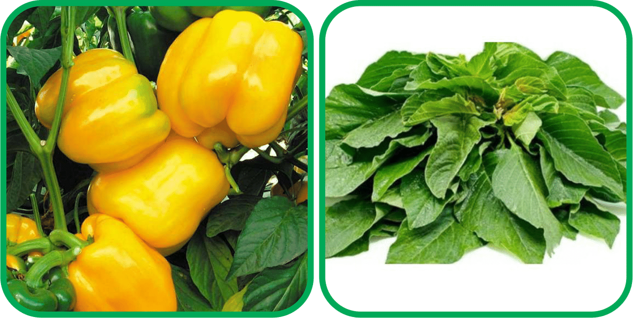     			Aero Seeds Green Amaranth ( 200 Seeds) And Capsicum Yellow ( 30 Seeds) Vegetable Seeds Pack
